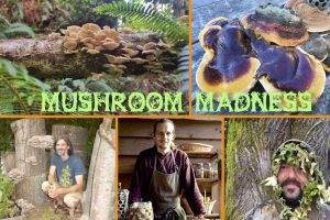 Mushroom Madness Fest @ Elemental Collective | Sooke | British Columbia | Canada