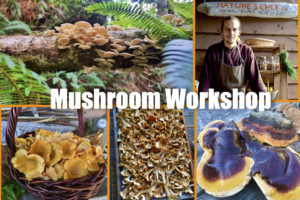 Mushroom Workshop @ Seapark Bike Park