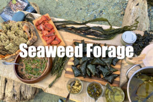 Seaweed Workshop @ Ella Beach